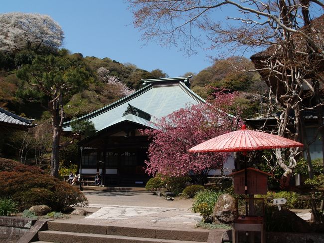 　鎌倉市扇ガ谷４にある海蔵寺は臨済宗建長寺派の寺で扇谷山海蔵寺という。建長5年（1253年）に鎌倉幕府6代将軍宗尊親王の命によって、藤原仲能（道知禅師、墓は葛原岡神社に前ある）が願主となって、七堂伽藍の大寺を建立したが元弘3年(1333年)、鎌倉滅亡の際の兵火によって全焼してしまった。室町時代の応永元年(1394年)になって、関東菅領・足利氏満の命により執事の山内上杉憲定が再興した。盛時には谷戸一帯に塔頭が立ち並ぶ程の大寺であったが、今はことごとく廃絶してしまった。本尊は薬師如来である。<br />　鎌倉三大海棠は光則寺、妙本寺、安国論寺といわれているが、安国論寺の海棠は勢いが落ち、見る影もない。ここ海蔵寺の海棠の方が見ごたえがある。<br />　しばしば海蔵寺を訪れ、来る度に発見がある。今回は、海蔵寺が紅枝垂れ桜のある寺であることに気が付いた。海蔵寺の六地蔵や四方竹のことは知っている地元の婦人に出会ったが、母親が鎌倉を調べていたので詳しいのだそうだ。大朽寺の天井絵のことも知っていたが、さすがに紅枝垂れ桜は知らなかった。疑心安擬で満開の紅枝垂れ桜を確かめに行った。<br />（表紙写真は海蔵寺本堂）