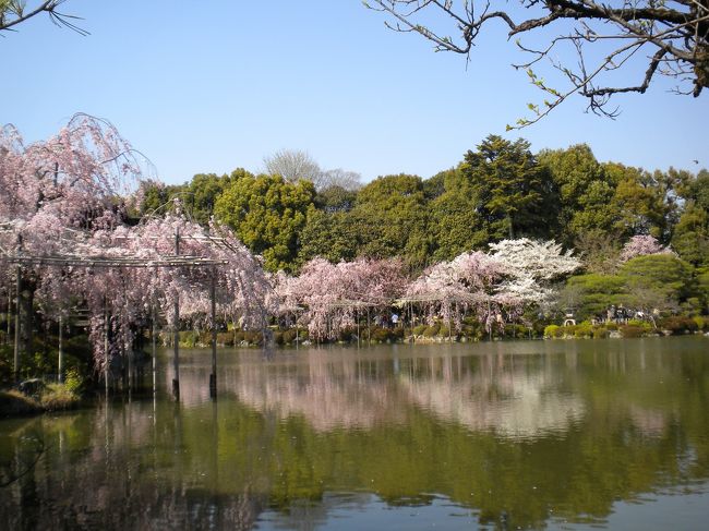 京都さくら見物　2日目の午後平安神宮から南禅寺まで歩きました。<br /><br />昼食後、地下鉄西線東山駅から出発して神宮道を北に向かいました。<br />琵琶湖疎水に架かる橋を渡ると両側に満開の桜が咲いていました。ここに桜の時期に来られて幸せです。<br />大きな鳥居をくぐり、さらに北上遠いなあと思い始めると平安神宮の朱色の楼門が見えてきました。<br />平安神宮では神苑の桜を満喫しました。<br />平安神宮を出て南下し琵琶湖疎水まで戻り、左に曲がり疏水沿いの桜を眺めながら仁王門通りを東に歩き、南禅寺を目指しました。<br />途中南禅寺を前に、母は「疲れたので待っている。」ということで、ひとり南禅寺見物に走りました。<br />南禅寺は訪れた場所なので山道を走りました。<br />三門・水路閣などざっと見る感じに終わりましたが、次回来られたら三門に上り石川五右衛門の気分を味わいたいと思いました。<br /><br />南禅寺前で待っていた母と合流し、来た道を戻り京都会館美術館前からバスに乗り一度ホテルに戻りました。<br />京都駅行きのバスは満員で乗れませんでしたが、次に来たバスはホテル前を通るバスで他に乗る人も少なくラッキーでした。<br /><br />何か買ってきてホテルで夕食にするという案もありましたが、せっかくなのでまだ行っていない京都駅に行くことに。<br />ジェイアール京都伊勢丹の麺飯炒房でチリフォンデュの夕食を食べました。最初辛く感じましたが、食べているうちに癖になる味といいますかなかなか美味しかったです。<br /><br />夕食後は下に下りてお土産を少し買い、覚えていたバス乗り場からホテルに戻るバスに乗りました。<br />市バス28番か9番に乗り四条堀川のバス停で降りるとすぐ前がコートホテル京都だと気付きました。<br />京都駅を起点に動かなかったので気がつきませんでしたが、京都駅からこのホテルを利用する方はバスが便利ですよ。<br />