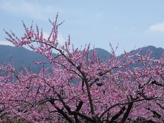 2011 花見　桃と神代桜