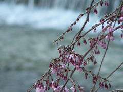 四條大橋に春の花・・・・・・・今日の終わりも大好きな鴨川の風景