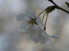 ２０１１水戸周辺の桜と