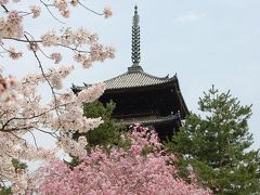 京都さくら紀行２０１１　(２日目後半）　仁和寺、嵐山、円山公園、高台寺