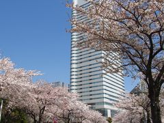 横浜　ＭＭ２１　さくら通り　　満開の桜並木(２０１１年）