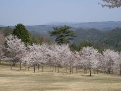 たけべの森の桜