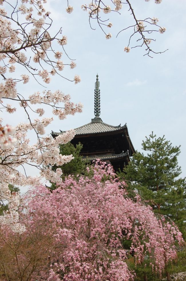 昨年に続いて、京都に桜を観に行った。<br />例年なら、４月１０日過ぎは、染井吉野が終わり、紅枝垂れ桜などの遅咲きの桜を楽しむのだが、今年は寒い日が続き満開の染井吉野が見られた。<br />４日間、フリー切符で京都を足の向くまま歩き回ったが、どこも桜が満開で十分に花見を堪能した。<br />東北にも、満開の桜が訪れて元気に成れればと思う。<br /><br />本編は、二日目　(後半）仁和寺、嵐山、円山公園、高台寺<br /><br />仁和寺は、御室さくらが有名だが、御室さくらは遅いので今年はまだまだだったが、染井吉野は満開だった。五重塔と桜は見事。 <br />嵐山には山桜がいっぱい。渡月橋の周りも染井吉野が満開で素晴らしく、川には保津川下りの遊覧船も行き交っていた。<br />円山公園の妖艶な枝垂れさくらは何度見ても良い。京都に来るたびに見ている。<br />高台寺の枝垂れさくらも美しい。 <br /><br /><br />一日目　(前半）醍醐寺、哲学の道、銀閣寺<br />　　　　(後半）平安神宮　紅しだれコンサート２０１１<br />二日目　(前半）宝ヶ池、京都府立植物園、半木の道<br />　　　　(後半）仁和寺、嵐山、円山公園、高台寺<br />三日目　(前半）大原　寂光院、三千院<br />　　　　(後半）高野川、インクライン、建仁寺<br />四日目　醍醐寺、伏見稲荷、東寺 <br /><br />