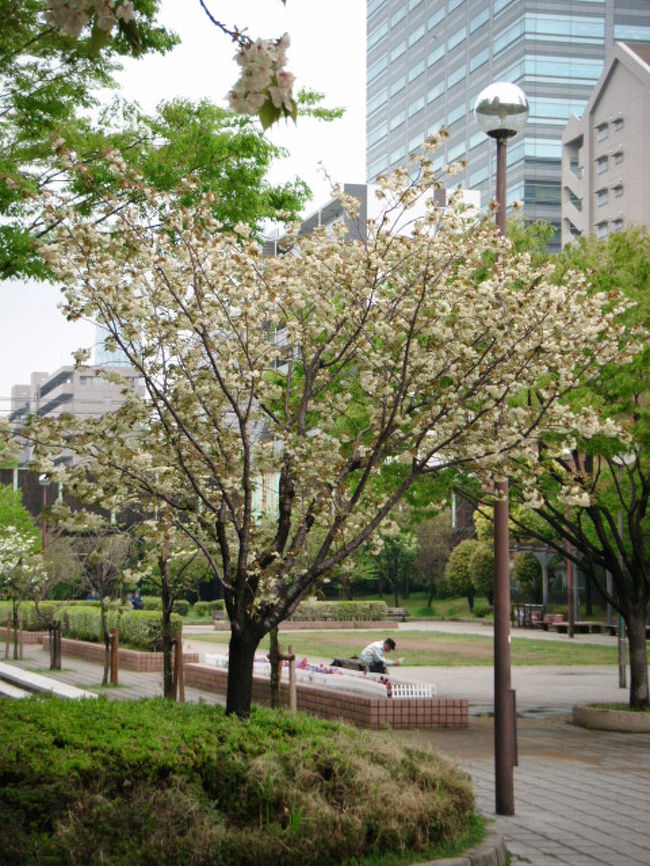 そろそろ都内では桜のシーズンが終わりかけている<br />関山や麒麟の鮮やかなピンクも好きだしもこもこした感じの普賢象もいい<br />ふわふわした感じの松月や華やかな花笠も捨てがたい<br /><br />こんなにもいい感じの桜があるのだがyo_haiの今年の追っかけの対象になったのは鬱　金(ウコン)でした<br /><br />何がいいのと言われると・・・・<br /><br />他と違うのはほんの短い間に色合いが微妙に変わっていく感じがいいのかな<br />答えになってないような感じだが<br /><br />1本の桜の木でこれを確認するのは難しいので近くにたくさんの木があるところがいいと探したのがここでした<br /><br />大横川親水公園は9個の橋の下を通っています<br />ウコンが一番たくさんあるのは江東橋近辺が8本<br />報恩寺橋と紅葉橋の間に4本あります<br />おまけで横川橋上で撮ったたぶん関山の写真入れてあります<br /><br /><br />