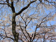 京都を歩く(87) 隠れた桜の名所⑤　京の桜守 佐野藤右衛門邸の庭園