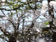 京都を歩く(88)　洛北の春を彩る賀茂川沿いの桜のトンネル