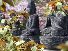 京都を歩く(89)　黄緑色に咲く「御衣黄桜」を求めて