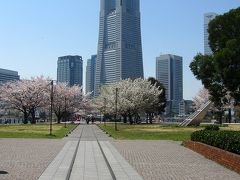 横浜　みなとみらい２１　汽車道の桜 　（２０１１年）