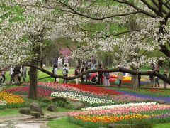 チューリップと桜の季節の昭和記念公園（2）桜散る散るチューリップの中に