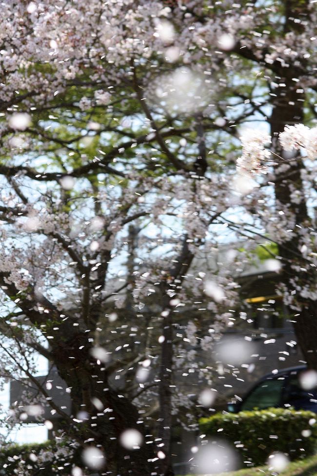 春の京都を代表する景色のひとつが，賀茂川沿いの半木の道です。<br />紅枝垂れ桜のトンネルが続く道は人気のコースとなっています。<br />半木の道からさらに北側はソメイヨシノの並木道となっていますが，こちらは歩く人は少なく穴場的存在です。<br /><br />ある晴れた日の午後，北大路橋から御薗橋まで歩いてきました。<br />思いがけない桜吹雪に遭遇するなど，とても楽しい散策となりました。<br />