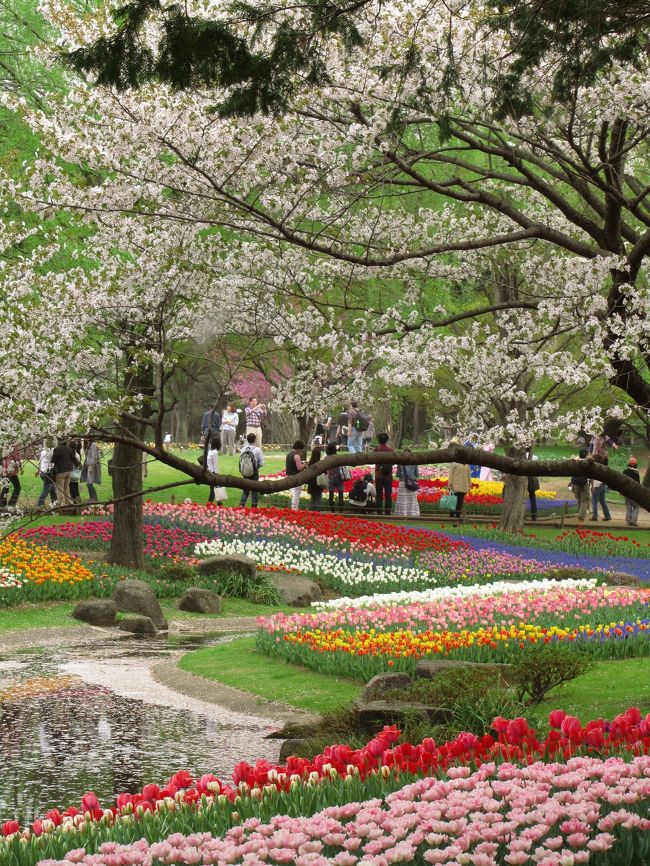 咲いた、咲いた、チューリップの花が<br />桜も並んで、赤・白・黄色@<br /><br />かの昭和記念公園のチューリップが、薄くともまだ十分残っていた桜と一緒に見られるなんて、なんという贅沢でしょう。<br /><br />昭和記念公園まで、自宅から電車の接続が良ければ、１時間余り。でも接続が悪いとほぼ２時間。<br />計画停電が実施されず、最寄り駅からの電車の運行がほぼ通常ダイヤに戻ったおかげです、心おきなく昭和記念公園に行くことができるのは。<br />電車が正しく運行されるのも、週末に好きな花撮影に出かけられるのも、当たり前のことではなく、幸せなのことなのだと改めて感謝しましょう。<br /><br />たっぷりと５時間、チューリップをメインにさまざまな春の花にうっとりと見とれてきました。<br /><br />＜チューリップと桜の季節の昭和記念公園の旅行記のシリーズ構成＞<br />□（1）虹色のチューリップ世界<br />■（2）桜散る散るチューリップの中に<br />□（3）葉桜メロディと春色さまざま<br /><br />昭和記念公園に入園して約２時間。<br />少し疲れてきたせいかテンションが落ちてきたので、休憩をとりました。<br />その間に、それまでの初夏のような陽気の晴天から、すっかり曇ってしまったけれど、恐れていた雨は降りませんでした。<br />もっとも、雨が降っても、チューリップ撮影は続けるつもりでした。<br />だって、チューリップは花びらが分厚く、原色のようなはっきりした色の花が多いおかげか、桜と違って曇天でも撮りやすい花だから。<br />それに、渓流広場のチューリップは、飛び石や橋のあるあたりまでの、まだ半分しか撮っていなかったんですもの。<br /><br />撮影を再開した午後３時。風が出てきて、桜はどんどん散っていきました。<br />まるで「夕鶴」のおつうのように、その身の花びらを惜しげもなく、チューリップ花壇や小川の上に散らしていました。<br />桜吹雪の写真がゲットできたくらいの勢いでした。<br />やがて水面をぎっしり埋めた花びらは、風にうながされるまま流れゆき、ふと気付くと小川は再び水鏡のように透明になっていました。<br /><br />後半では、どちらかというと望遠側でチューリップ景色を絞った写真や、水辺のチューリップ写真を狙いました。<br /><br />※初めてチューリップの季節のときに訪れた去年の昭和記念公園の旅行記（2010年４月18日）<br />「チューリップ色の昭和記念公園（1）チューリップ以外の春の花───もう芝桜カーペットがふわふわ！」<br />http://4travel.jp/traveler/traveler-mami/album/10450348/<br />「チューリップ色の昭和記念公園（2）これが昭和記念公園のチューリップか！」<br />http://4travel.jp/traveler/traveler-mami/album/10450349/<br /><br />昭和記念公園公式サイト<br />http://www.showakinenpark.go.jp/<br />リアルタイム花ブログ<br />http://www.showakanricenter.jp/<br />