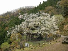 樽見の大桜　散り始めてた。