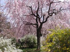 百花繚乱の桜に包まれ、桜の雲海を望む　～原谷苑・仁和寺～