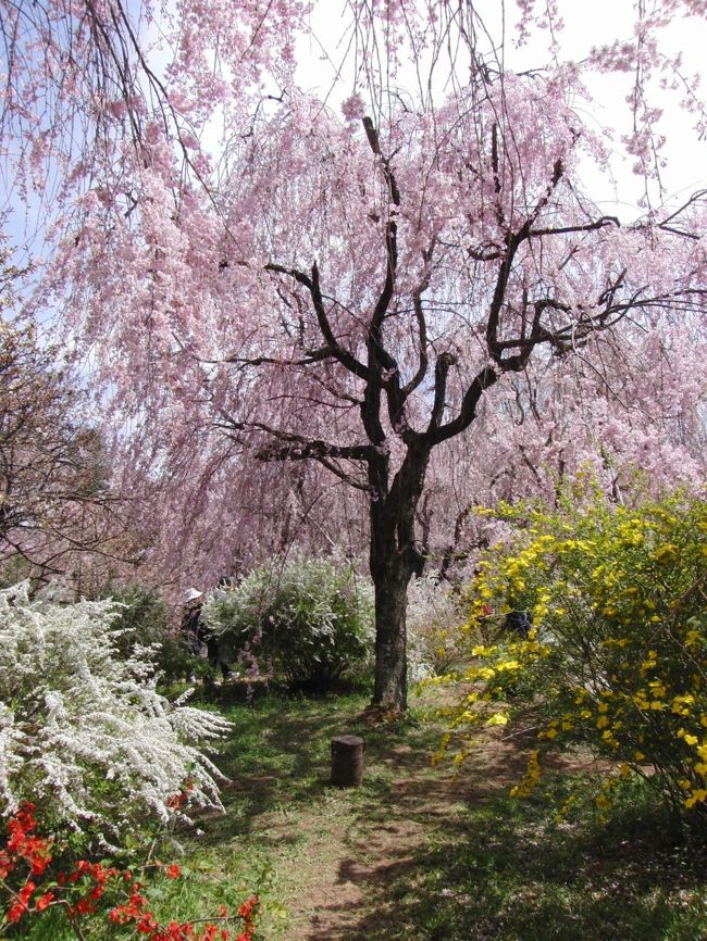 私にとって今年最後のお花見に行ってきました。<br />コメントは不要なくらい美しい世界が広がっています。<br /><br />最後は豪華絢爛に紅しだれが咲き誇り見渡す限り桜の世界。<br />そんな雰囲気に包まれた原谷苑へ行ってきました。<br />原谷苑はこれで３年連続の訪問です。<br /><br />そして、背が低い御室桜の雲海が広がる世界。<br />その桜の雲海にそびえたつ五重塔を眺めに仁和寺へ行ってきました。<br /><br />今年最後の京都のお花見は慌ただしいものにしたくない。<br />そんな想いでこの２ヶ所に限定して行ってまいりました。<br /><br />ちなみに初めて原谷苑へ行った旅行記はこちらです↓↓<br />http://4travel.jp/traveler/taya/album/10326446/<br />