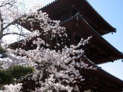 桜咲き誇る 斑鳩三塔～法起寺・法輪寺・法隆寺