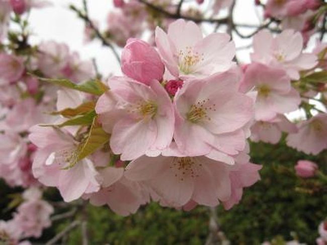 晴れて暖かくなる予定だった鶴山公園<br />さぶかった。。。。。。<br /><br />ソメイヨシノは予想通り散っていましたが<br />白い花の大島桜が満開<br />他にも名前のわからない桜が<br />まだまだ綺麗に咲いていました。<br /><br />城壁がうつくしい。