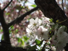 チューリップと桜の季節の昭和記念公園（3）葉桜メロディと春色さまざま