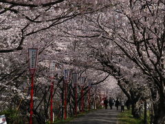 宮川堤のサクラ