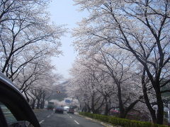 慶州の花見と良洞村（ヤン・ドン・村）　４月１３日