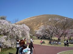 伊東のさくらの里は、種類の多い桜で賑わっていました！