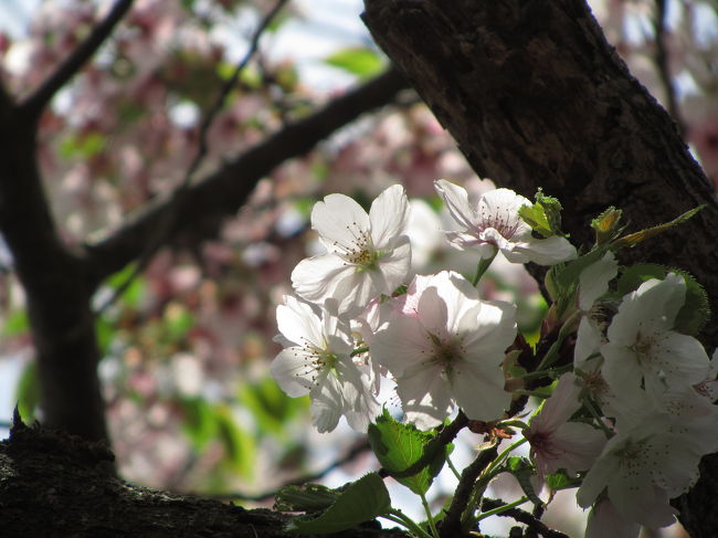 咲いた、咲いた、チューリップの花が<br />桜も並んで、赤・白・黄色@<br /><br />かの昭和記念公園のチューリップが、薄くともまだ十分残っていた桜と一緒に見られるなんて、なんという贅沢でしょう。<br /><br />昭和記念公園まで、自宅から電車の接続が良ければ、１時間余り。でも接続が悪いとほぼ２時間。<br />計画停電が実施されず、最寄り駅からの電車の運行がほぼ通常ダイヤに戻ったおかげです、心おきなく昭和記念公園に行くことができるのは。<br />電車が正しく運行されるのも、週末に好きな花撮影に出かけられるのも、当たり前のことではなく、幸せなのことなのだと改めて感謝しましょう。<br /><br />たっぷりと５時間、チューリップをメインにさまざまな春の花にうっとりと見とれてきました。<br /><br />＜チューリップと桜の季節の昭和記念公園の旅行記のシリーズ構成＞<br />□（1）虹色のチューリップ世界<br />□（2）桜散る散るチューリップの中に<br />■（3）葉桜メロディと春色さまざま<br /><br />チューリップと一緒に植えられたパンジーやムスカリの他に、シャガ、アルストロメリア、スイセン、ヒヤシンス、ヤマブキ、ムラサキハナナ、ネモフィラ、芝桜、菜の花、咲き始めのアイスランドポピー、ツバキ、原始シクラメン。<br />さすが花の公園・昭和記念公園です。<br />チューリップを見に来たのに、こんなにいろんな花とも出会えるなんて。<br />５時間たっぷり撮影して過ごしたうち、チューリップ撮影に費やしたのは３〜４時間くらいだと思いますが、残りの１〜２時間は、桜はもちろんですが、チューリップ以外の花にも魅了されました。<br /><br />※初めてチューリップの季節のときに訪れた去年の昭和記念公園の旅行記（2010年４月18日）<br />「チューリップ色の昭和記念公園（1）チューリップ以外の春の花───もう芝桜カーペットがふわふわ！」<br />http://4travel.jp/traveler/traveler-mami/album/10450348/<br />「チューリップ色の昭和記念公園（2）これが昭和記念公園のチューリップか！」<br />http://4travel.jp/traveler/traveler-mami/album/10450349/<br /><br />昭和記念公園公式サイト<br />http://www.showakinenpark.go.jp/<br />リアルタイム花ブログ<br />http://www.showakanricenter.jp/