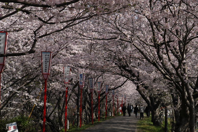 三重県へドライブして、たっぷり、花見を楽しむ。　<br /><br />最初は、満開状態の宮川堤のサクラ。　<br /><br />早朝６時、京都を出て伊勢市へ向かい、<br />８時過ぎに河川敷の駐車場（無料）に到着。<br />到着が早かったので、駐車場も混んでいなかった。　<br /><br />伊勢神宮外宮の北西を流れる宮川の堤防のサクラは、<br />「日本さくら名所１００選」に選ばれている。<br /><br />・宮川堤<br />　宮川堤約１ｋｍの地域は、桜の名勝地として、約１，０００本のソメイヨシノが植えられ人々に親しまれている。参宮客が宮川を渡ると伊勢の神域に入るとされ、この付近には、柳の渡し、桜の渡しがあった。桜の名所として知られるようになったのは、明治になってから。（かんこうみえのＨＰより）