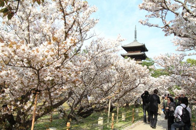大阪の造幣局桜の通り抜けが毎年最後の花見と思っていたのですが、ここ仁和寺の御室桜は遅咲きで有名で、ちょうど今が満開なのだとか。<br /><br />天気も良かったことだし、今年最後になるであろう花見に出かけてきました。<br /><br /><br />