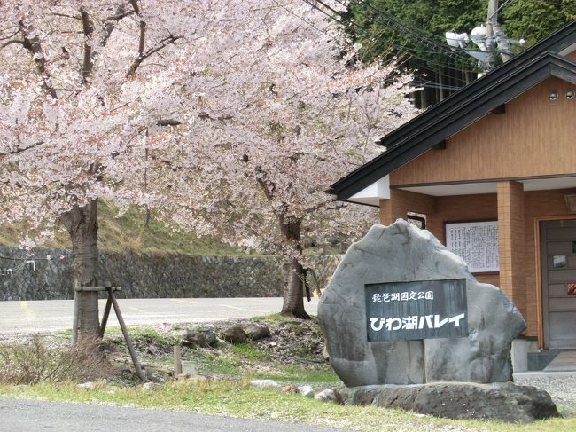 本日は天候も良くなり、どこかに残り桜見物に行くことになりました。海津大崎の桜も、見たいのですが、時間的制約で、ぐっと近い、琵琶湖バレーの駐車場へ桜見物に、行きました。知り合いの方が、先日行かれたそうで、まだ、桜が見られとの、情報を得ておりました。<br />車で約30分走り、琵琶湖バレー入り口（駐車料金ゲートがあります。1000円です）に来ると、なんと、閉鎖中です。ロープウエィーのメンテナンス中らしいです。<br />仕方ないので、ゲート付近に車を止め、歩いて登ることにしました。<br />何時も、車で上るので気がつきませんが、登り道歩くと、結構きついです。<br />入り口付近の桜は、かなり散ってました。7分くらい、散ってます。<br />てくてく、歩いて登るにつれ、散りかたが、少なくなり、ロープウエィー乗り場付近まで来ると、まだ、満開状態です。