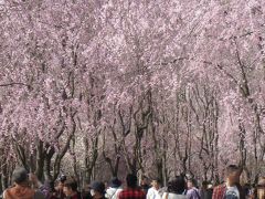 広島/ふりそそぐ枝垂れ桜の下を歩く　＊世羅甲山ふれあいの里＊