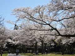 桜：昭和の森