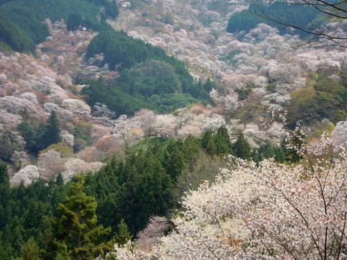 近畿日本鉄道 - 【観光情報：奈良 吉野山桜】 桜色に染まる世界遺産「吉野山」🌸 世界遺産「紀伊山地の霊場と参詣道」に登録されている吉野山は、修験道の聖地であり、日本を代表する桜の名所です。  現在、山の麓の下千本がむかえており、これから中千本、上千本、奥千本 