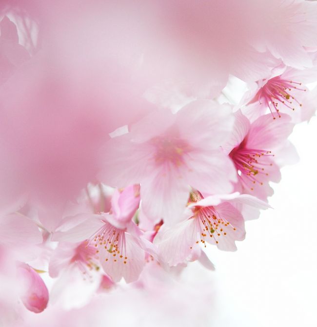 Japan　昭和記念公園　2011  桜さくら　～ミツバチばあやの冒険～