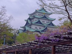 名古屋城＋藤、桜・・・・名城公園