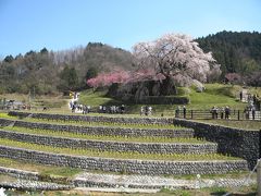 桜満開・・・大宇陀