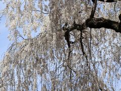 大野寺の枝垂れ桜 