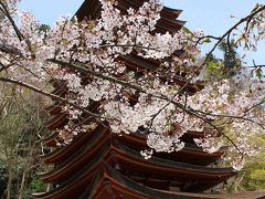 薄墨桜と談山神社！