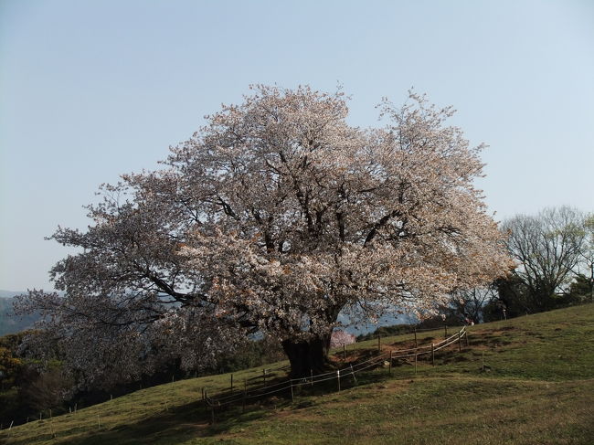 豊前市才尾にある　一本桜を訪ねてることに・・・<br /><br />推定樹齢１００年以上<br />才尾地区にある牧場のてっぺんにあります<br /><br />この牧場　普通の日には入れません<br />桜の開花時期の「土」「日」だけ一般開放され<br />「才尾の一本桜祭り」が開催されます<br /><br />２０１１年は４／２〜４／３が一般公開の日でしたが　その日は<br />まだ５分咲程で　その翌週の９日〜１０日も一般開放でした。<br /><br />普通は４月１日前後が見ごろのようです<br />現地ではシャトルバスが動いてました<br /><br />一本桜は<br />かなりの急斜面の丘の上に１本凛と咲き誇っていました<br /><br />したがって登りはかなりの急斜面が続き結構息も切れ<br />正直言ってきついです &gt;&lt;;<br /><br />でも　登りついて１本桜をみたら<br />とにかく落ち着きます<br />癒されます〜♪<br /><br /><br />