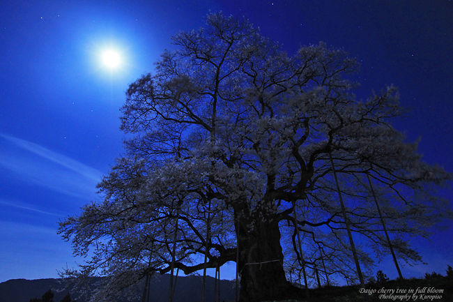 岡山県出身でありながら、醍醐桜を数年前まで知りませんでした。。。<br /><br />三大桜を制し、さらに各地の桜を巡りつつも、<br />桜は一年のうち、真の見頃は三日程度であることから、<br />土日しか休みのないサラリーマンではなかなか全国の名桜を全て！と、<br />いうわけにはいきません。<br /><br />今年、やっと巡り合えた醍醐桜。<br />西日本でも屈指の桜であることから、桜に向かう道路は大渋滞。<br />過去、インターから５時間かかったこともあるそう。。<br />各地が震災の影響からライトアップの自粛となる桜が多かったが、<br />醍醐桜は今年も明るく輝き、訪れた人々に笑顔と震災で沈む現状から<br />頑張って立ち直ろうという気持ちを与えてくれたのでないかと思います。<br /><br /><br />-------------------------<br />醍醐桜<br /><br />ヒガンザクラの一種「アズマヒガン」<br />推定樹齢は１０００年<br />根元の周囲９．２ｍ、枝の広がりが四方に１０ｍ、樹高１８ｍ<br /><br />「醍醐桜」の名前の由来は、鎌倉末期の元弘の乱により後醍醐天皇が、<br />隠岐に流される途中ここに立ち寄り、美しさを賞せられたの言い伝えによる。<br /><br />規模・樹齢ともに県下一<br />昭和４７年１２月９日、岡山県の天然記念物に指定<br /><br />（案内板より）<br /><br /><br />--------------------------<br /><br />アクセス<br /><br />http://www.city.maniwa.lg.jp/html/ochiai/kanko/668.html<br /><br />お車で・・・中国自動車道<br />　　　　　　落合インターチェンジから約４０分（１６?） <br />　　　　　　北房インターチェンジから約２５分（１２?） <br /><br />ＪＲで・・・姫新線美作落合駅下車 <br />　　　　　　美作落合駅から車で約４０分（１６?） <br />　　　　　　タクシーをご利用の場合　片道約４，０００円 <br />