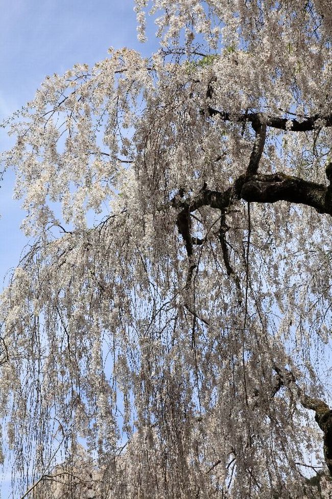 大野寺の枝垂れ桜 