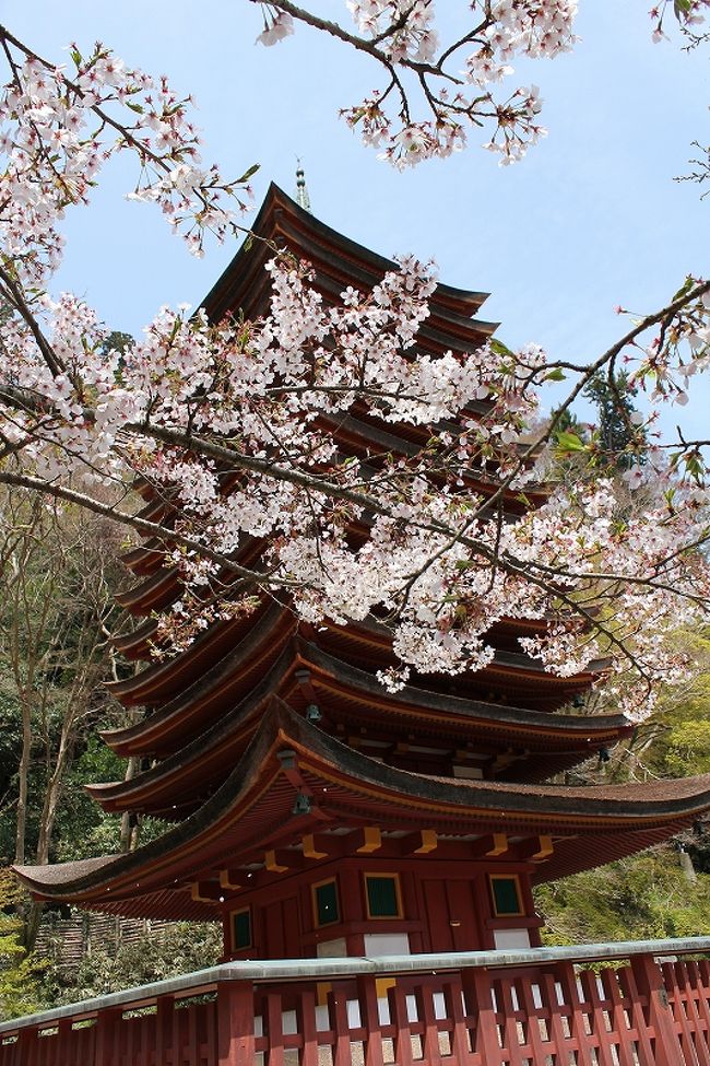 薄墨桜と談山神社 桜井 三輪 山の辺の道 奈良県 の旅行記 ブログ By Canadianさん フォートラベル 薄墨桜と談山神社 桜井 三輪 山の辺の道 奈良県 の旅行記 ブログ By Canadianさん フォートラベル
