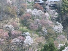 春の吉野山