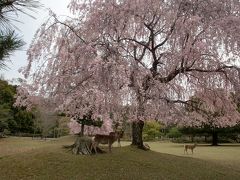 桜の日帰り奈良。有名どころだけ。