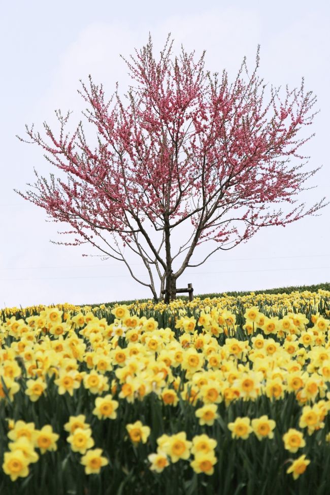 ■国営備北丘陵公園　広島県庄原市<br /><br />・春まつり〜フラワーピクニック〜<br />　花とイベントで楽しく過ごす「春まつり」。チューリップ、ビオラ、バンジー、ポピーなどなど総数140万本の花が咲き広がります。<br />　花の広場の真ん中には大きな「こいのぼりのトンネル（オブジェ）」が登場！「こいのぼり」たちが元気よく泳いでいます！<br /><br />【開花状況】<br />　チューリップはもう少しでしたが、今年のスイセンは、雪と寒さの影響で開花が１週間から１０日程度遅れているため、遅咲き品種の見ごろが続いています。<br />　トホホホ…（；＿；）主力のレンズバッグを忘れて標準広角撮りしたので、雑な絵が多くなりました。<br /><br />