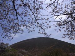 大室山の桜たち