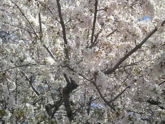 春は今年も来ぬ♪我が町の桜模様　２０１１