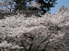 松阪公園のサクラ