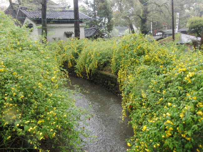 今年も桜の時期がほぼ終わりました。<br />そんな中で桜以外の春の花を求めて京都へ。<br /><br />雨が降る中でしたが松尾大社に山吹を見に行きました！<br /><br />この日の翌日は天気も良くて「神幸祭」もあります。<br />ですが、仕事が入っているため豪雨の中で行ってきました(^^ゞ<br /><br /><br />『七重八重花は咲けども山吹の実の（蓑）一つだに無きぞかなしき』<br />この短歌のイメージが強いので雨の中で見る山吹も趣きがあるはず。<br /><br /><br />ディナーは松尾大社のすぐ近く「松尾かも川」へ。<br />庭園に立派な紅しだれ桜があり、夜にはライトアップもされます。<br /><br />散り際で桜吹雪を眺めつつフレンチディナーをいただきました。<br />贅沢な時間を過ごすことができて幸せいっぱいです。<br /><br />「松尾かも川」の食べログはこちら↓↓<br />http://r.tabelog.com/kyoto/A2604/A260403/26003013/