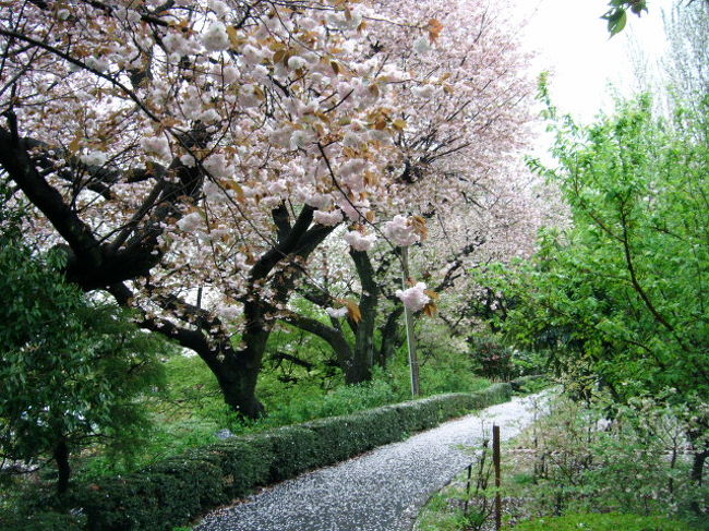 関東近辺での桜の季節は確実に終わりに向かってる<br />それでもあきらめきれないと遅咲きの桜を追いかけて雨の中　川口の安行まで出かけてきました<br />理由は都内でも行きたいところは残っているのだが雨の日に出かけるのはつらいとこばかりなんです<br />（ほとんどのところは広い園内に雨が強くなったときに逃げ場がないんです）<br />今回出かけた花と緑の振興センターは雨が強くなったら温室に逃げ込めば桜は見れるしある程度まとまったところに鉢植えで置いてある桜を見ていればあっという間に時間もつぶせるというメリットがいっぱいの場所というので選びました<br /><br />ほとんどの桜は満開過ぎという感じでしたがまだまだ見れるという状態でした　本日の雨でだいぶ散ってしまうと思われるのでぎりぎりだったかなという感じです<br /><br />桜以外にもたくさんのお花が見れるのでお勧めの場所のひとつです<br /><br />ただしここまで行くのが大変なんです<br />行きかたはJRの東川口から関東バスもしくはSR埼玉高速鉄道の戸塚安行の駅からバスですがこのバスが約1時間に1本だけ<br />乗り遅れると戸塚安行からは歩いていくかタクシーを使うかになります<br />　<br /><br />http://www.pref.saitama.lg.jp/soshiki/k32/